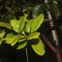 Mandevilla boliviensis (J.J.Veitch) Woodson